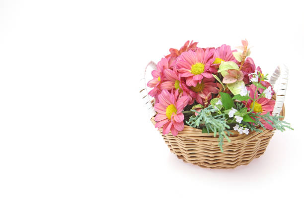 testa di fiore di crisantemo nel cesto - hanging flower basket isolated foto e immagini stock