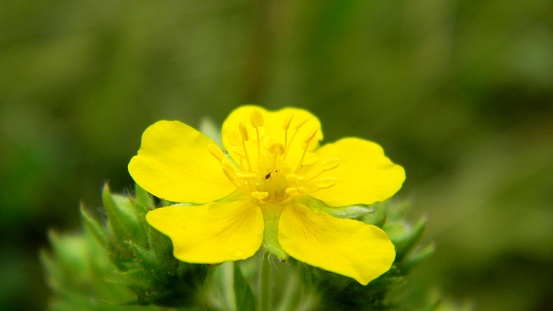 Laureate silver (Latin Potentilla argentea) - perennial herb flower