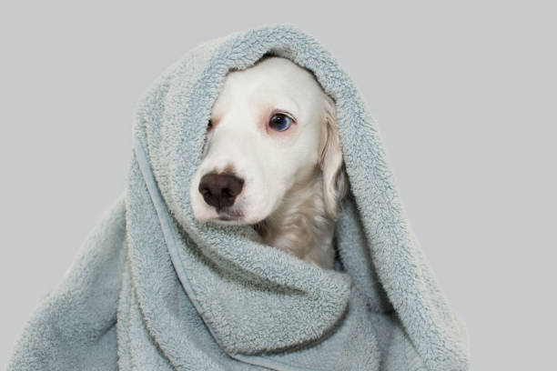 istock CUTE  DOG WITH BLUE EYES  WRAP WITH A COLORED TOWEL WAITING FOR A BATH WITH A SAD EXPRESSION. ISOLATED AGAINTS GRAY BACKGROUND. 1066683062
