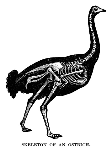 Skeleton of an Ostrich - Scanned 1880 Engraving