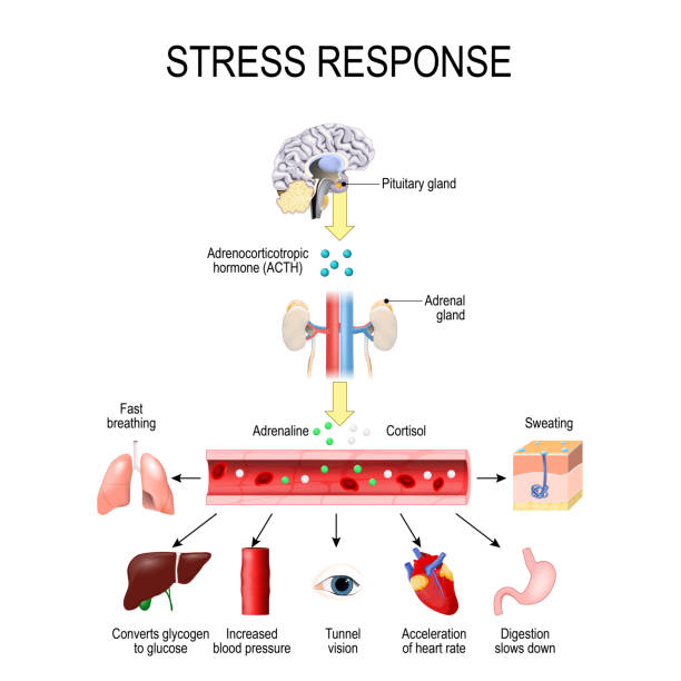 reakcja na stres. aktywacja systemu naprężeń. - hypothalamus stock illustrations