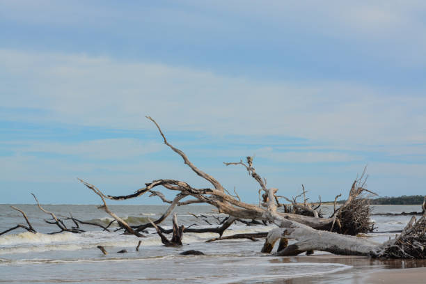 istock Driftwood Beach,Big Talbot Island State Park,Duval county,Atlantic Ocean,Florida 1066685312