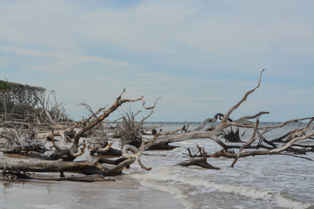 istock Driftwood Beach,Big Talbot Island State Park,Duval county,Atlantic Ocean,Florida 1066685316
