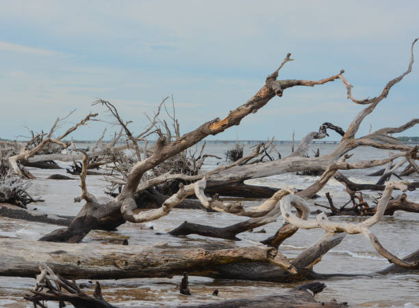 istock Driftwood Beach,Big Talbot Island State Park,Duval county,Atlantic Ocean,Florida 1066685330