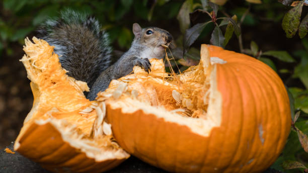 Bought a Pumpkin to feed a group of Grey Squirrels at Golden Acre Park.  Adel Leeds UK