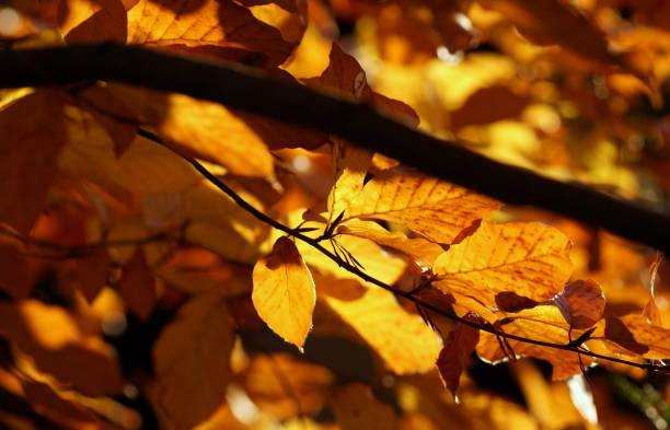 istock Golden Beech Leaves in Autumn 1066688826