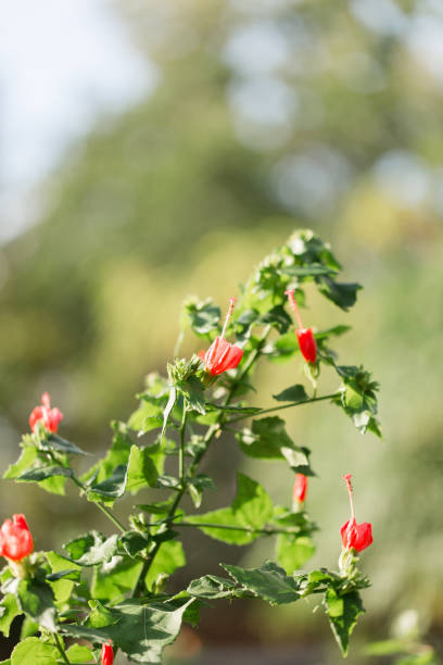 istock Red Garden Roses 1066689360