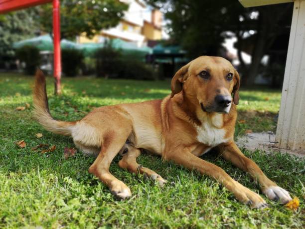 istock Stray dog laying on a grass 1066690540