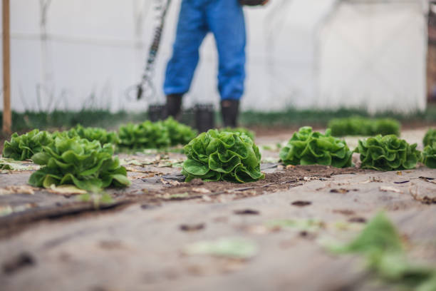 istock Farmer spraying lettuce in greenhouse 1066691146