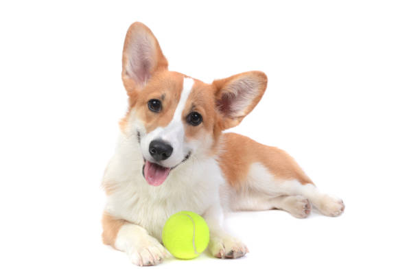 cute puppy corgi with a ball pembroke welsh corgi puppy with ball lying white background happy corgi stock pictures, royalty-free photos & images