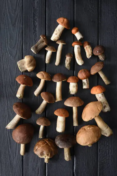 Autumn still-life. Flatlay of raw wild porcini mushrooms on black burnt wood  background