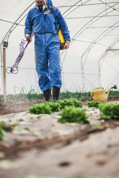 istock Young farmer spraying lettuce in greenhouse 1066691418