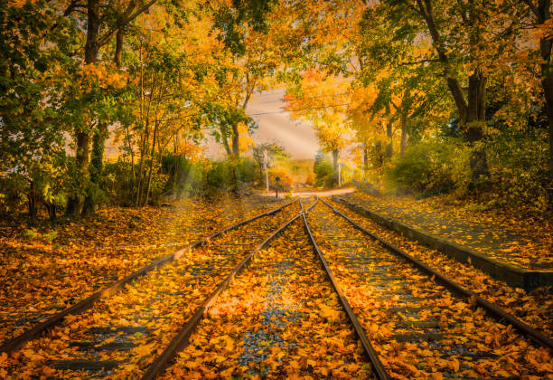 Rays of sun light yellow Autumn leaves  that have fallen onto a double railroad track from a canopy of branches above
