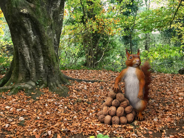 붉은 다람쥐 흰색 절연 - squirrel softness wildlife horizontal 뉴스 사진 이미지