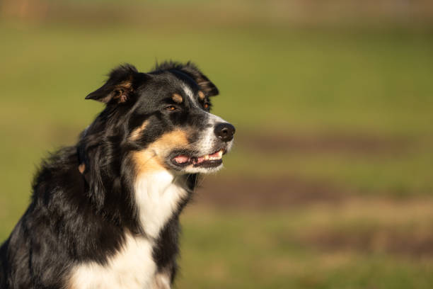 istock Border Collie Portrait 1066697610