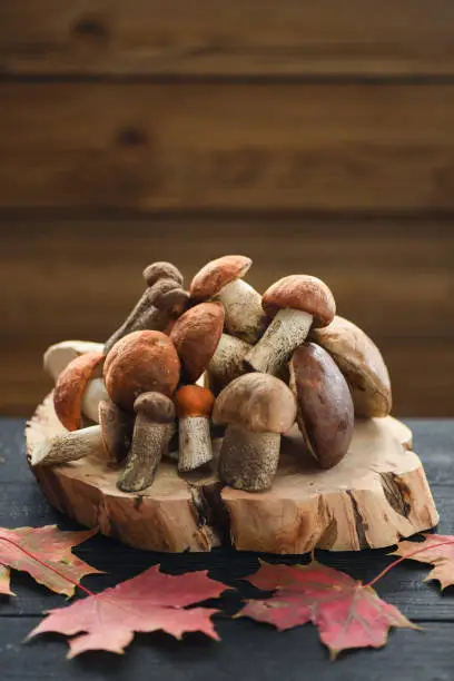 Autumn still-life. Wild edible mushrooms. Heap of porcini mushrooms on wood slab on dark background copyspace