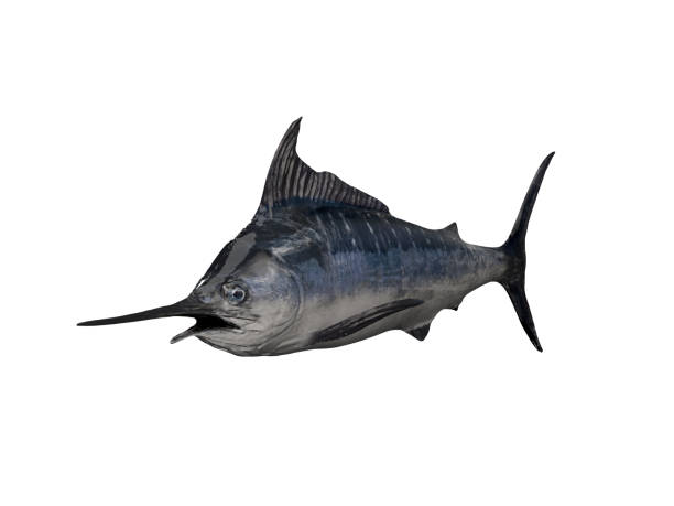 istock Transparent image of marlin game fish 3d render 1066701068