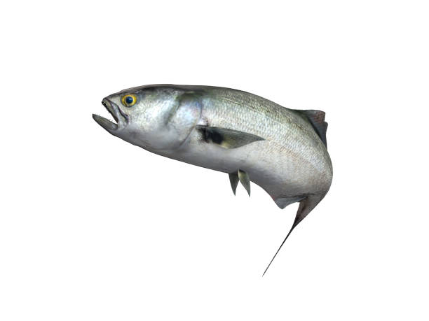 Side view of Bluefish anchoa fish with curved body 3d render Side view of Bluefish anchoa fish with curved body 3d render pomatomidae stock pictures, royalty-free photos & images