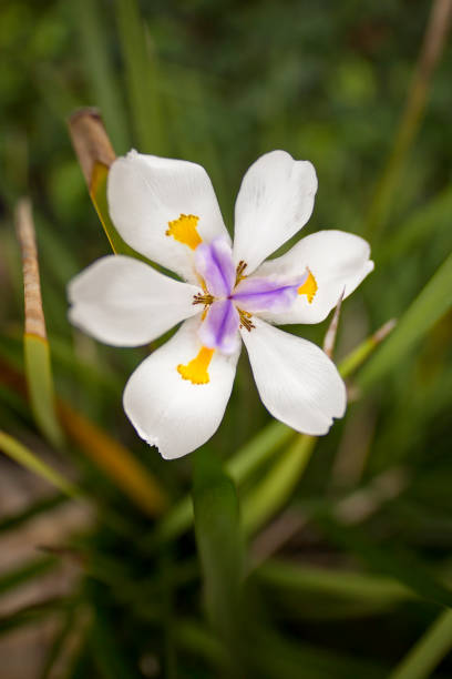 istock Wild Flower in Bloom in Garden 1066701278