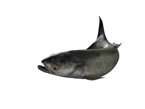 Bluefish with isolated white background 3d render Bluefish with isolated white background 3d render pomatomidae stock pictures, royalty-free photos & images