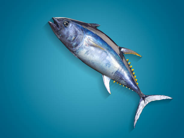 istock Bluefin tuna jumping 3d render isolated image in blue background 1066703388