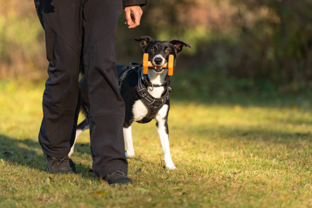 istock Border collie hair style smooth. Dog retrieved 1066703396