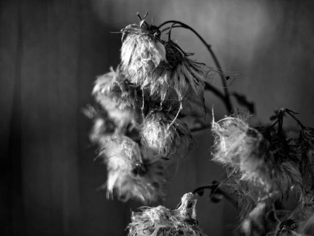 istock dried grass in the garden macro 1066703426