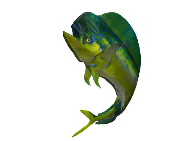 Mahimahi dolphinfish posing curved body 3d render isolated background Mahimahi dolphinfish posing curved body 3d render isolated background lampuga stock pictures, royalty-free photos & images