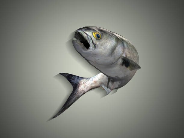 Predatory bluefish jumped looking at camera 3d render isolated colored background Predatory bluefish jumped looking at camera 3d render isolated colored background pomatomidae stock pictures, royalty-free photos & images