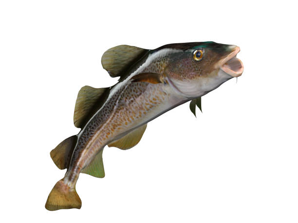 big mouth cod fish upwards pose 3d render isolated - pollock trawler imagens e fotografias de stock