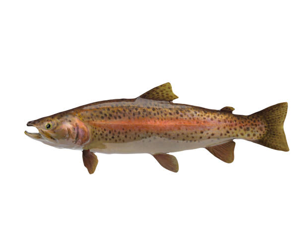 istock Side view of rainbow river trout 3d render 1066703674