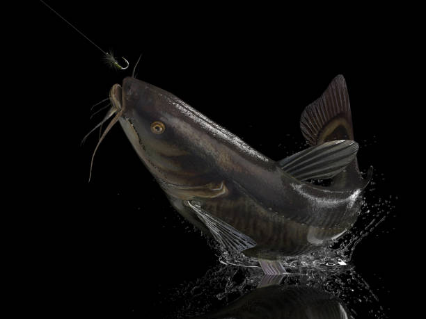 istock Big catfish in black background with splashes hooked by fly fishing lure bait 3d render 1066703696