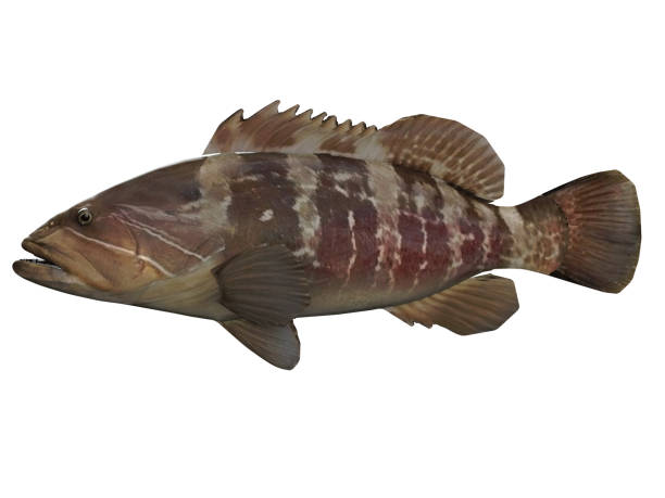 Side view of white great grouper fish with great coloring 3d render