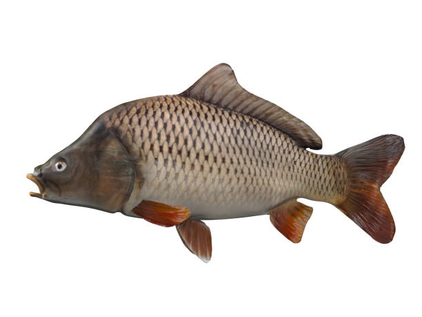 istock Side view of carp fishing 3d render 1066703778