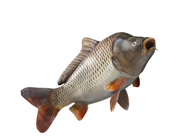 istock Common european carp fish with curved body 3d render isolated 1066703814