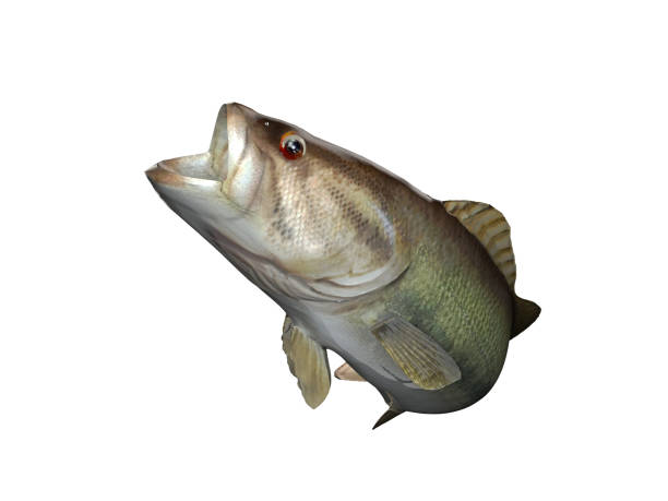 Largemouth bass fish with curved pose 3d illustration