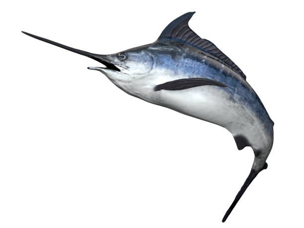 カジキ魚 3 d レンダリングの豪華な八角メカジキ右側面図 - メカジキ ストックフォトと画像