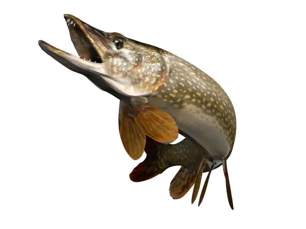 Photo of Perfect pose for common pike fish up in air clean 3d render