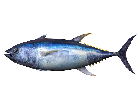 Side view of bluefin tuna 3d render