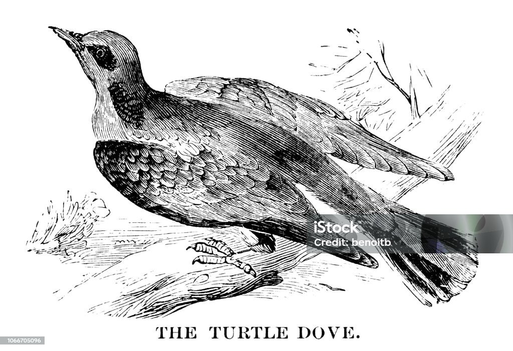 Turtle where Turtle dove - Scanned 1880 Engraving Dove - Bird stock illustration