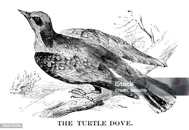 Turtle Where Stock Illustration - Download Image Now - Dove - Bird, Sketch, 19th Century