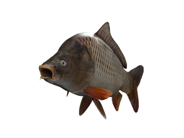 istock Angled view of lake carp fish 3d render 1066705132