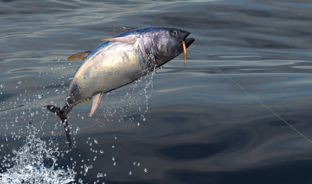 istock Middle of sea big blue fin tuna  catched by trolling bait 3d Render 1066705170