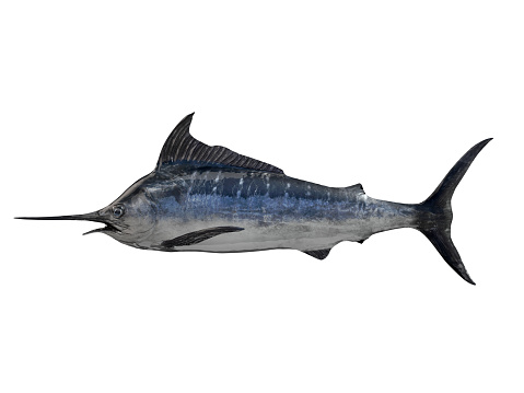 Side view of big game fish marlin swordfish 3d render