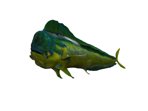 Mahi-Mahi fish side view 3d render isolated background Mahi-Mahi fish side view 3d render isolated background lampuga stock pictures, royalty-free photos & images