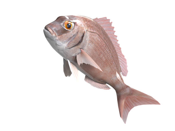 istock Red progy seabream fish jumping upwards isolated 3d render 1066705284