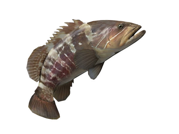 istock Side view of jumped grouper  epinephelus fish 3d render 1066705308