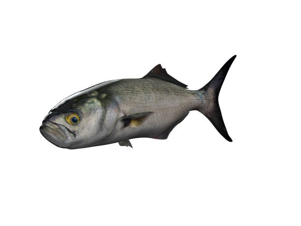 istock Cinekop fish pomatamus saltatrix isolated white 3d render 1066705330
