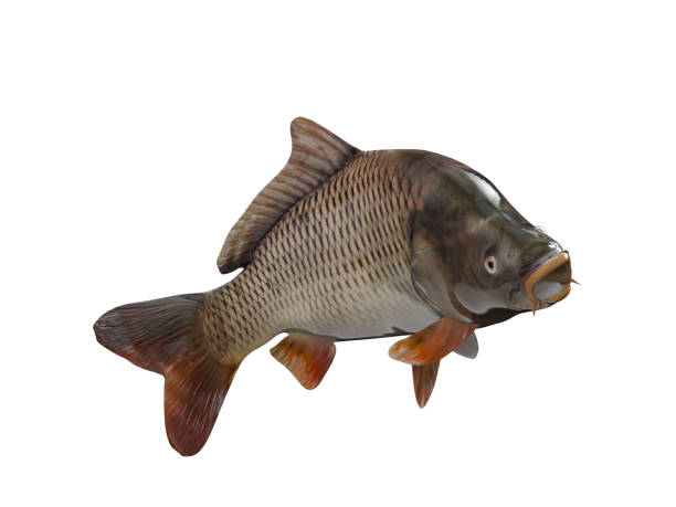 istock Cyprinus carpio pond carp fish isolated background 3d render 1066705360
