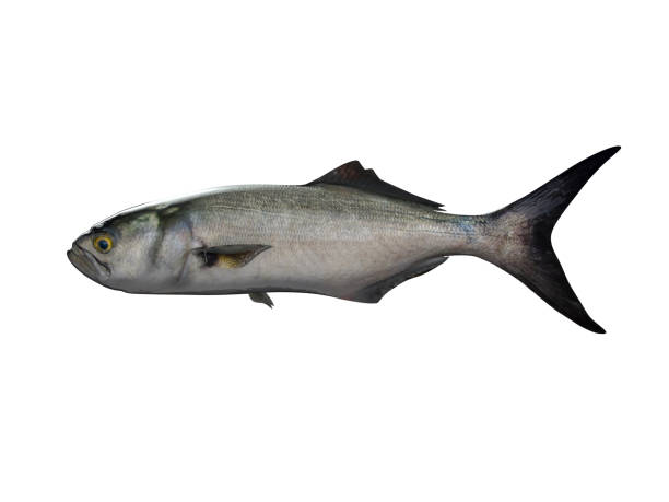 Side view of Bluefish elf fish 3d render white background Side view of Bluefish elf fish 3d render white background pomatomidae stock pictures, royalty-free photos & images